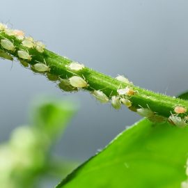 Jardin : la terre de diatomées pour lutter contre les pucerons