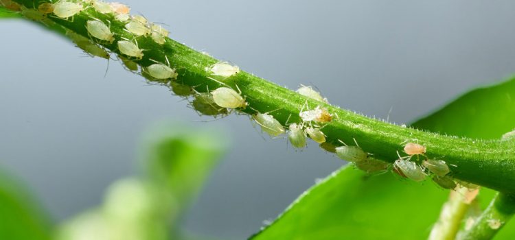 Jardin : la terre de diatomées pour lutter contre les pucerons