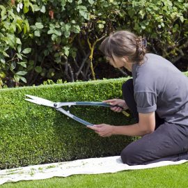 Jardin potager : les plantes qui font bon ménage