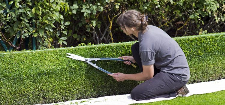 Jardin potager : les plantes qui font bon ménage