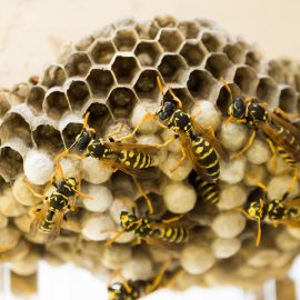Que faire face à un nid de guêpes ?